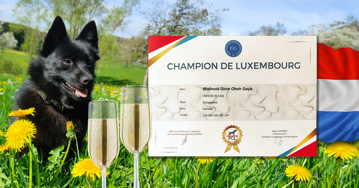 ⭐️ 🇱🇺 🇱🇺 🇱🇺 Gaya: Champion de Luxembourg  🇱🇺 🇱🇺 🇱🇺 ⭐️