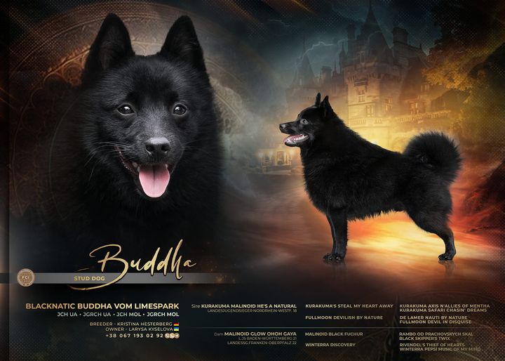 Buddha | STUD DOG