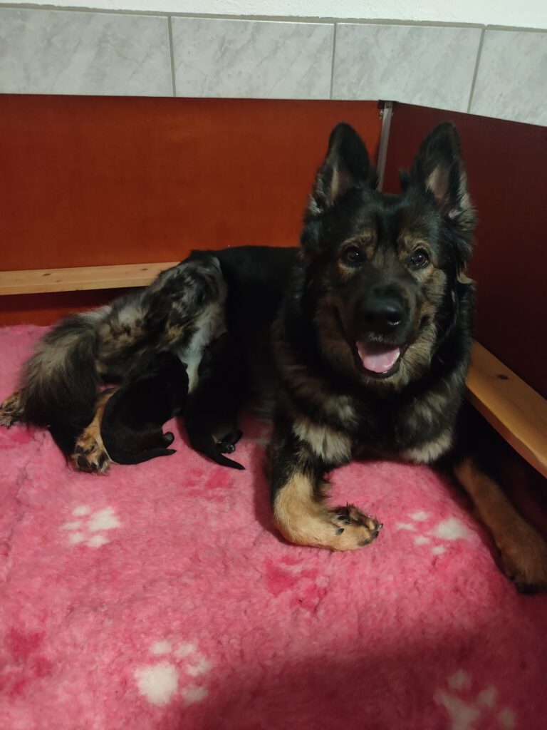 Unser E-Wurf ist da!