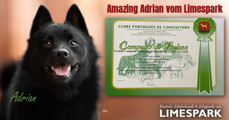 ⭐️⭐️⭐️ Adrian ist Grand Champion Portugal ⭐️⭐️⭐️