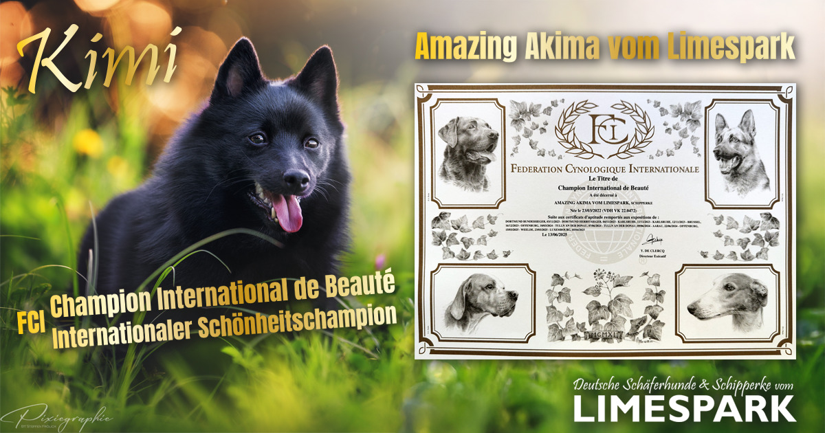 🌐 Akima ist FCI Champion International de Beauté (CIB) 🌐 🌐 Akima ist FCI Champion International de Beauté (CIB) 🌐