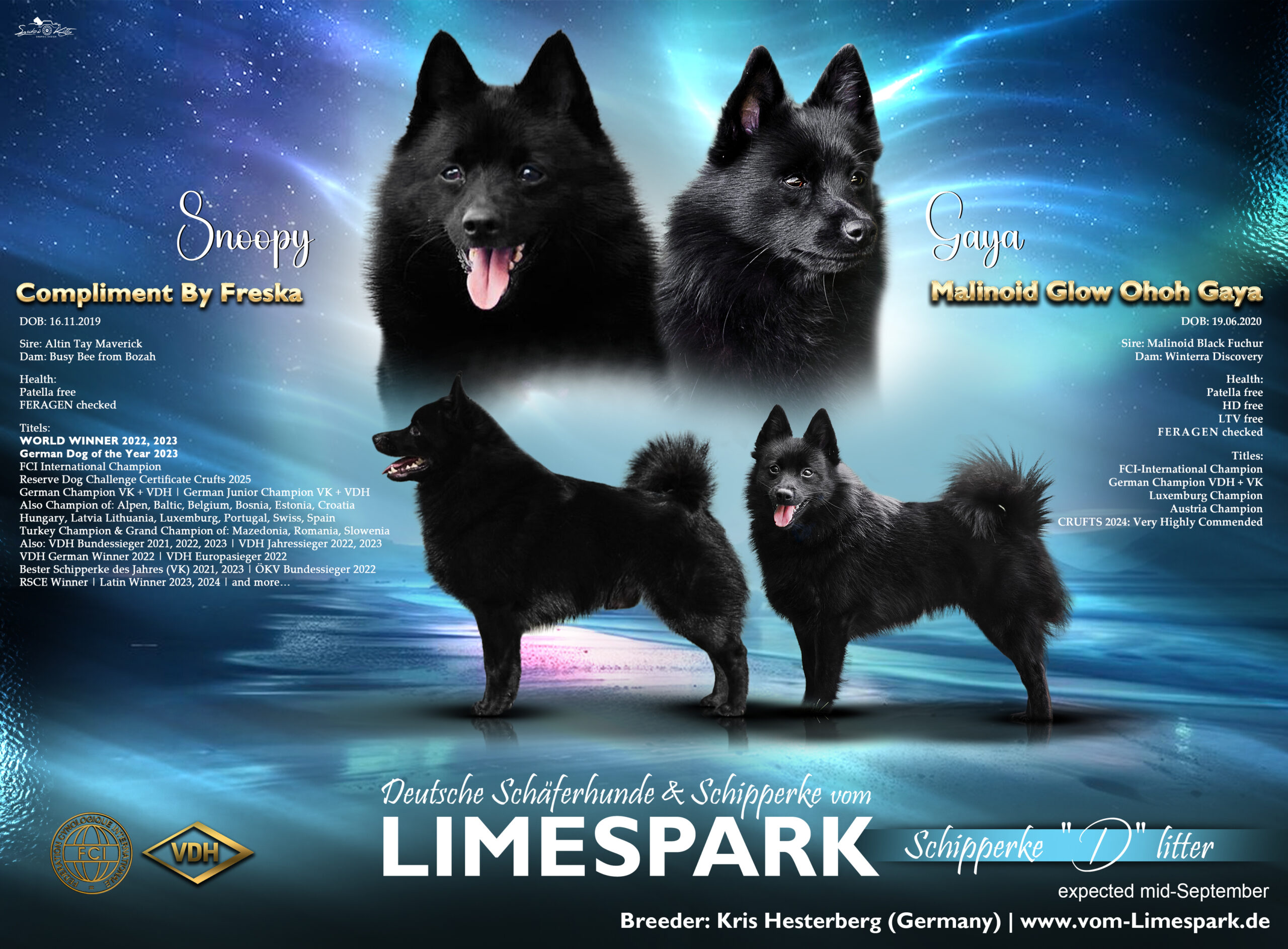 D-Wurf Schipperke upcoming D-Wurf Schipperke upcoming