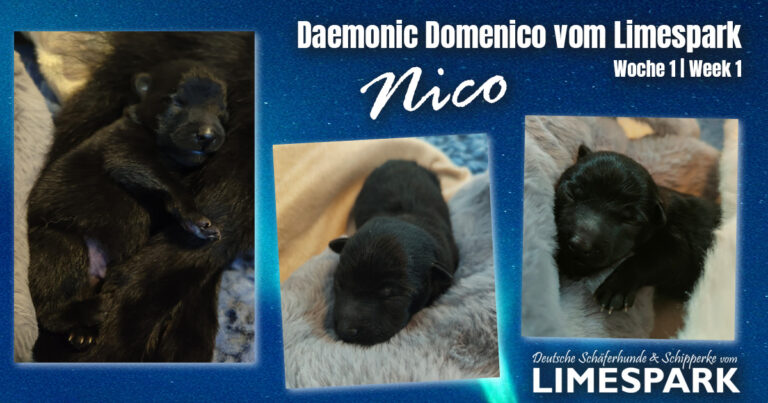 Schipperke-D(aemonic) Wurf