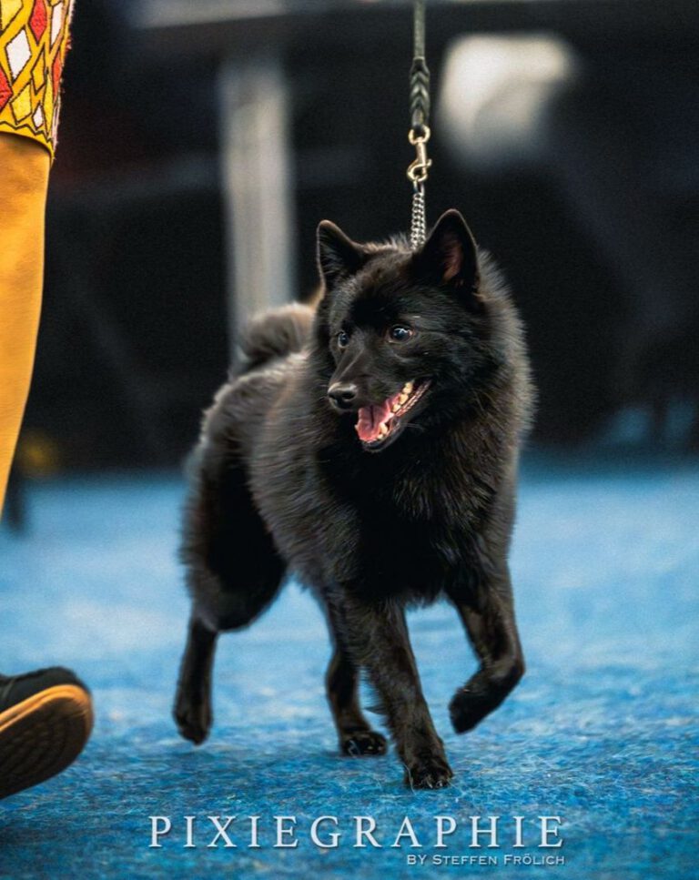 Crazy Coco absolviert ZZP