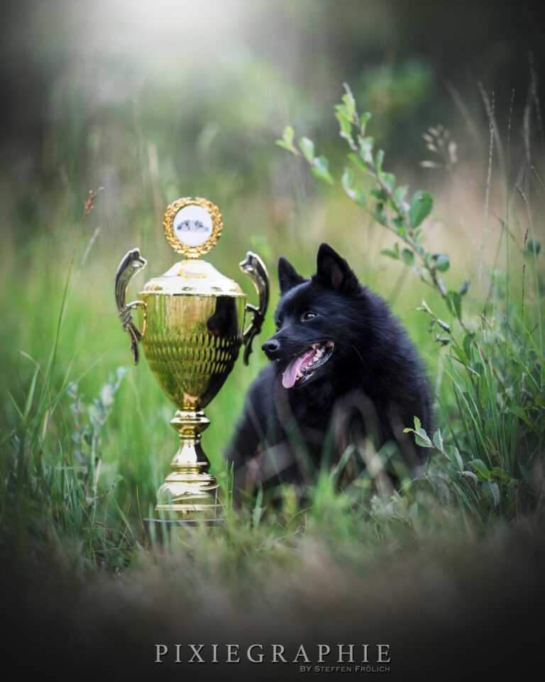 🏆 𝗦𝗰𝗵𝗶𝗽𝗽𝗲𝗿𝗸𝗲 𝐝𝐞𝐬 𝐉𝐚𝐡𝐫𝐞𝐬 𝟐𝟎𝟐𝟓 🏆