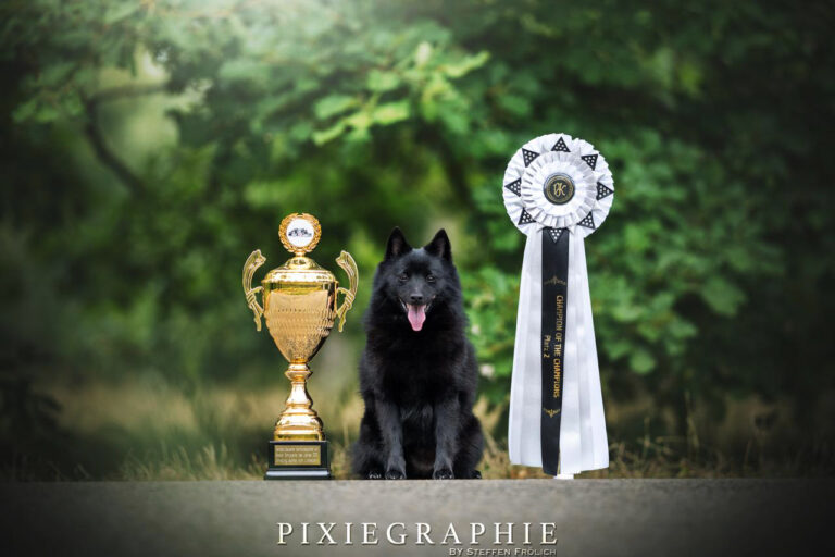 🏆 𝗣𝗹𝗮𝘁𝘇 𝟮 – 𝗖𝗵𝗮𝗺𝗽𝗶𝗼𝗻 𝗼𝗳 𝗖𝗵𝗮𝗺𝗽𝗶𝗼𝗻𝘀 🏆